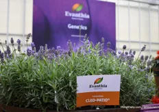 The new Lavendula Cleo Patio of Evanthia. This variety, from seed, is a compact Lavendula and a first year flowering product. 